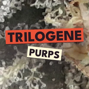 Trilogene Purps Cannabis Strain