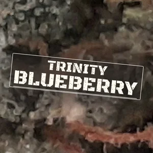 Trinity Blueberry Cannabis Strain