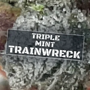 Triple Mint Trainwreck Cannabis Strain