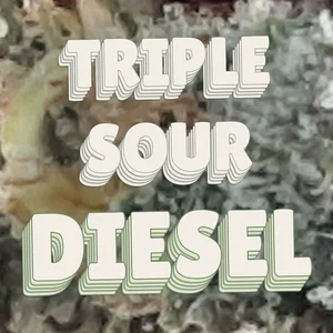 Triple Sour Diesel Cannabis Strain