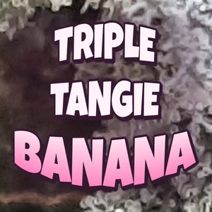 Triple Tangie Banana Cannabis Strain