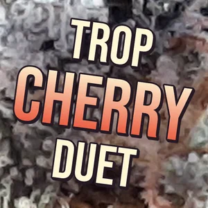 Trop Cherry Duet Cannabis Strain