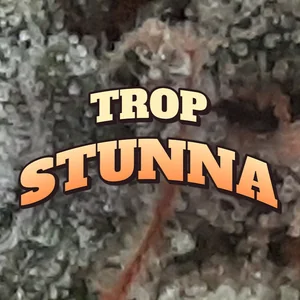 Trop Stunna Cannabis Strain