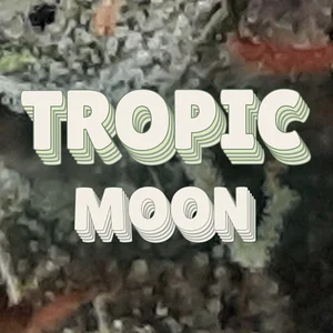 Tropic Moon Cannabis Strain