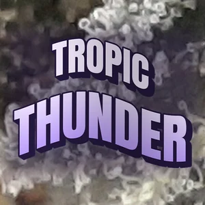 Tropic Thunder Cannabis Strain