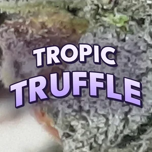 Tropic Truffle Cannabis Strain
