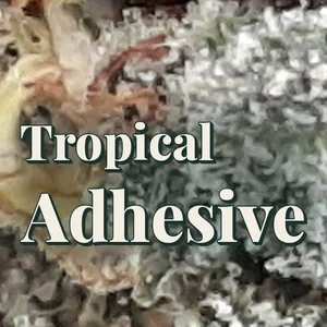 Tropical Adhesive Cannabis Strain