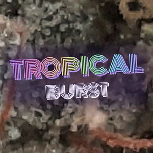 Tropical Burst Cannabis Strain