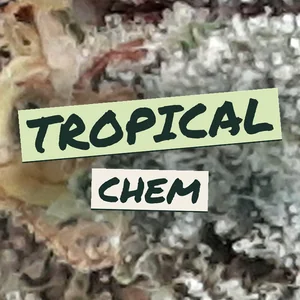 Tropical Chem Cannabis Strain