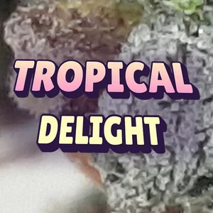 Tropical Delight Cannabis Strain