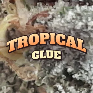 Tropical Glue Cannabis Strain