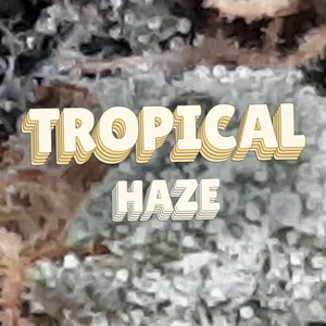 Tropical Haze Cannabis Strain