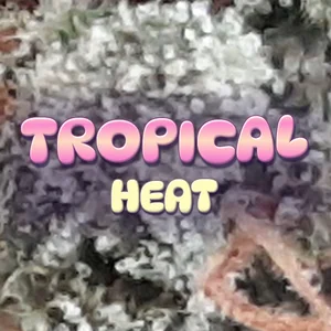 Tropical Heat Cannabis Strain
