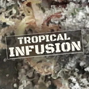 Tropical Infusion Cannabis Strain