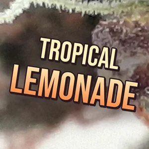 Tropical Lemonade Cannabis Strain
