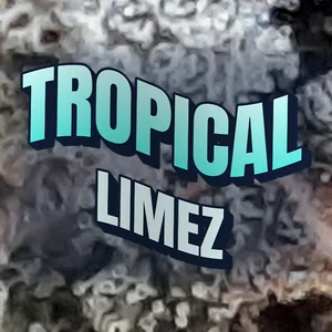 Tropical Limez Cannabis Strain