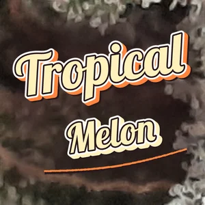 Tropical Melon Cannabis Strain