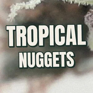 Tropical Nuggets Cannabis Strain