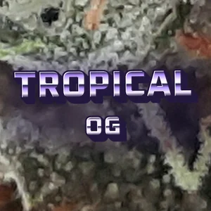 Tropical OG Cannabis Strain