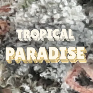 Tropical Paradise Cannabis Strain