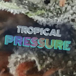 Tropical Pressure Cannabis Strain