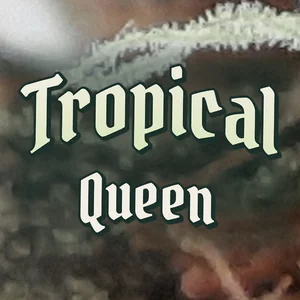 Tropical Queen Cannabis Strain