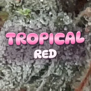 Tropical Red Cannabis Strain