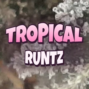 Tropical Runtz Cannabis Strain