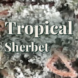Tropical Sherbet Cannabis Strain