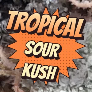 Tropical Sour Kush Cannabis Strain