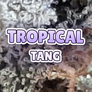 Tropical Tang Cannabis Strain