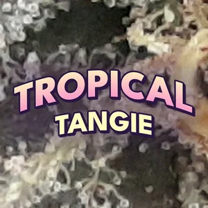 Tropical Tangie Cannabis Strain