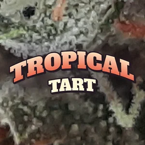 Tropical Tart Cannabis Strain