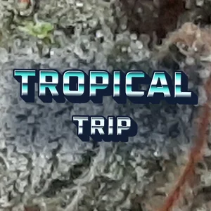 Tropical Trip Cannabis Strain