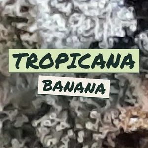 Tropicana Banana Cannabis Strain