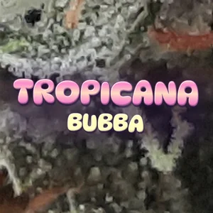 Tropicana Bubba Cannabis Strain