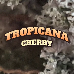 Tropicana Cherry Cannabis Strain