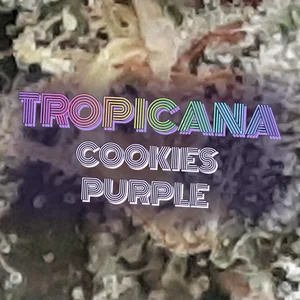 Tropicana Cookies Purple Cannabis Strain