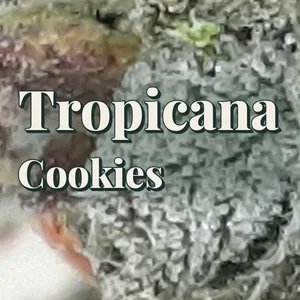 Tropicana Cookies Cannabis Strain