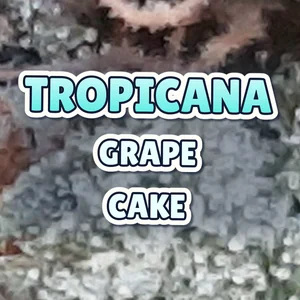 Tropicana Grape Cake Cannabis Strain