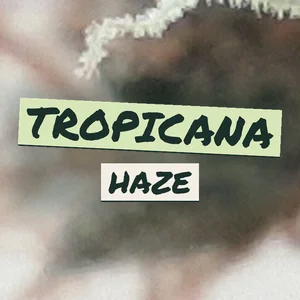 Tropicana Haze Cannabis Strain