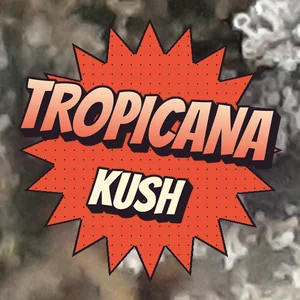 Tropicana Kush Cannabis Strain