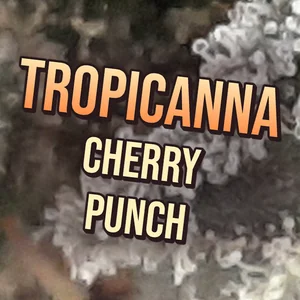 Tropicanna Cherry Punch Cannabis Strain
