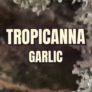 Tropicanna Garlic Cannabis Strain