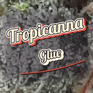 Tropicanna Glue Cannabis Strain