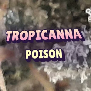 Tropicanna Poison Cannabis Strain