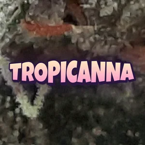 Tropicanna Cannabis Strain