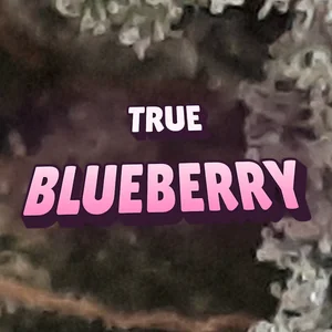 True Blueberry Cannabis Strain