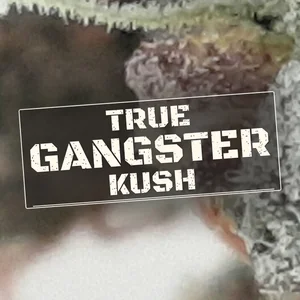 True Gangster Kush Cannabis Strain