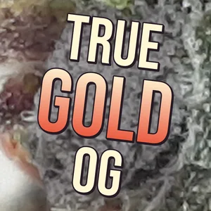 True Gold OG Cannabis Strain